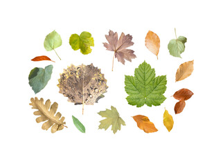 Set of autumn yellow, red and green leaves isolated on white background
