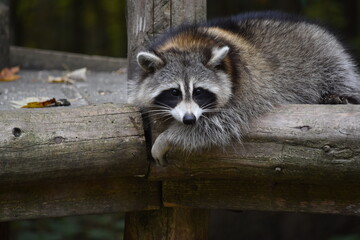 Raton laveur dans le parc. Parc Omega, Canada, Québec. Animal sauvage de l'Amérique du Nord....