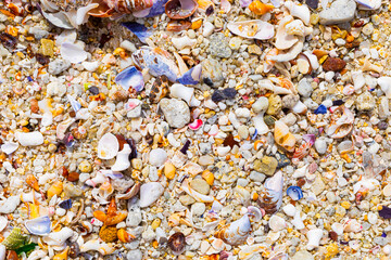 Overhead view of washed up and broken sea shells on sandy beach