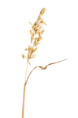 Ripe dried spikelet of oats isolated on a white background. Single ear of grain with leaf.