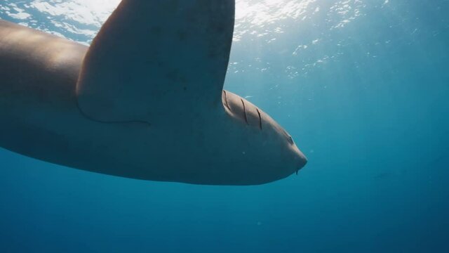 Nurse shark. Nurse shark (Ginglymostoma cirratum) swims by the camera in the tropical sea