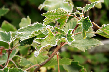 natural background garden plant currant covered with white frost