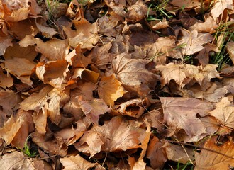 multicolor leaves of trees at autumn close up