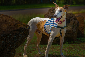 2021-10-14 A WHIPPIT MIX DOG IN A ADOPTION VEST STANDING BY LARGE BOULDERS ON KAUAI HAWAII