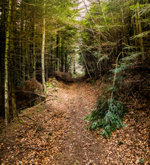 forest road in the Carpathian mountains, national park Skolivski beskidy
