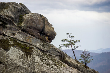big stone head in the rocks of Dovbush in Ukrainian Carpathian