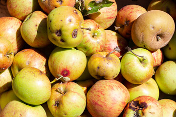 many fresh red and green apples
