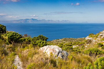 Naklejka premium Coastal mountain landscape with fynbos flora in Cape Town
