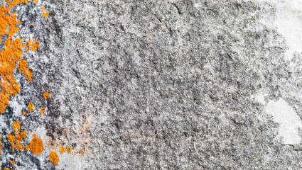 Macro texture of orange red lichen moss growing on mountain rock