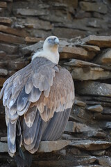vulture