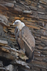 vulture