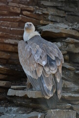 vulture