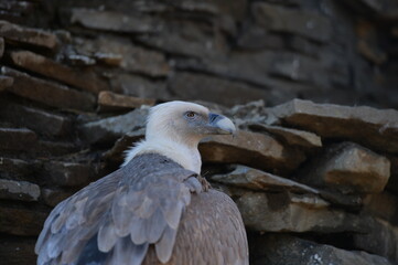 vulture