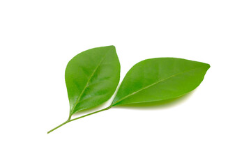 Two small leaves of Orang Jessamine tree isolated on white background