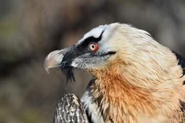 the bearded bird