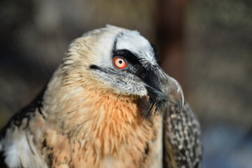 the bearded bird