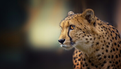 The rare gepard Acinonyx jubatus hunts for prey quietly and watches.