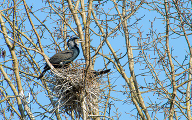Ein Kormoran sitzt im Nest in einem Baum im Frühjahr
