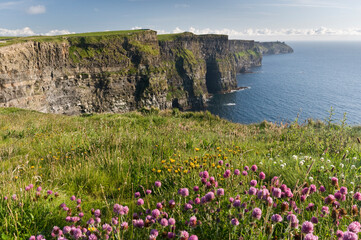 flowers on a cliffs of moher ireland