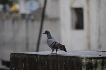 pigeon on the wall