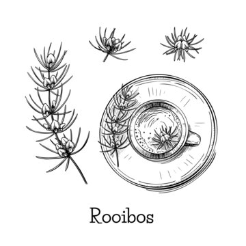 Beautiful hand drawn illustration with green rooibos flower sketch tea on black background. Vintage vector set. White background. Fresh healthy food. Floral branch drawing.