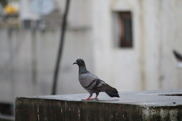 pigeon on the wall
