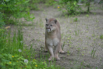 cougar in the wild
