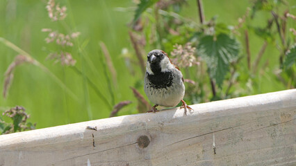 House Sparrow sitting on fence