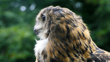 Long Eared Owl sitting on a fence in the woods