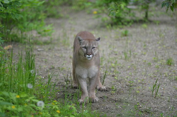 Fototapeta premium cougar in the wild
