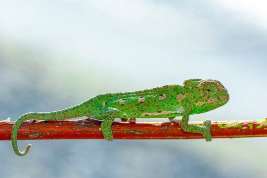 Macro shots, Beautiful nature scene green chameleon 
Beautiful  Green chameleon  sitting on  a summer garden
