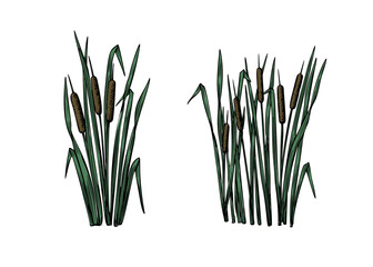 Black reeds sketch set in vintage style. Vector retro illustration element. Spring floral nature background vector