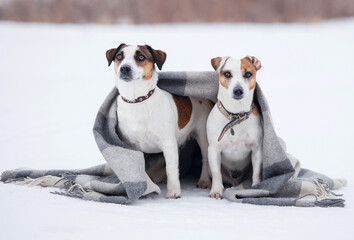 Two dogs under plaid