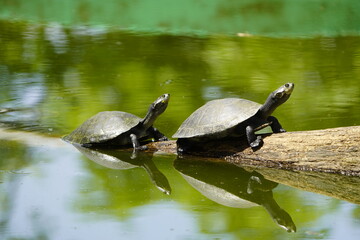 Obraz premium Big-headed Amazon River turtle (Peltocephalus dumerilianus) Podocnemididae family. Amazon, Brazil