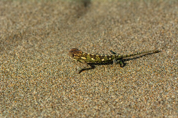 Macro shots, Beautiful nature scene green chameleon 
Beautiful  Green chameleon  sitting on  a summer garden
