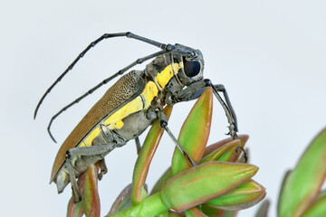 Beautiful nature scene. Closeup beautiful macro image of a beautiful longhorn beetle