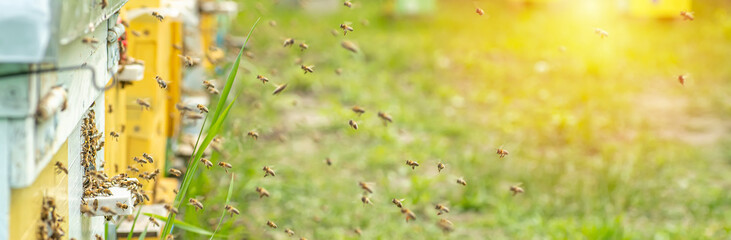 Background of hives against green grass. Beehives with honey bees. bees come back from honey...