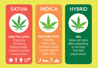 cannabis indica and sativa strains information