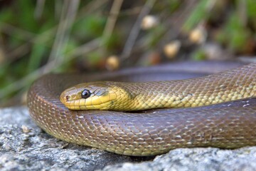 The Aesculapian snake (Zamenis longgisimus) in a natural habitat