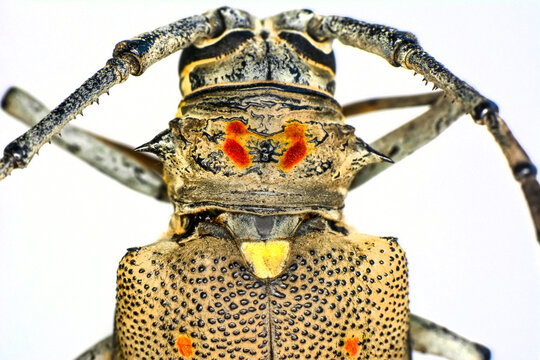 Beautiful nature scene. Closeup beautiful macro image of a beautiful longhorn beetle