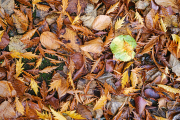 Autumn Leaves Background