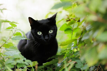 Schwarze Katze im Gebüsch