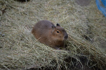 capybara or guinea pig