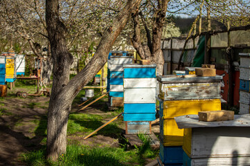 Blossoming garden with apiary. Bees spring under the flowering trees of apple trees. Red tulips on the background of hives. . Selective focus