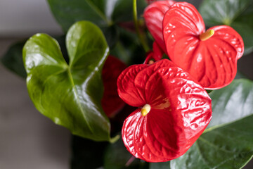 Leaf and flowers of houseplant Anthurium, red heart-shaped. Home decor and gardening concept. Selective focus.