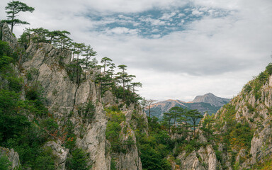 Fototapeta na wymiar Black pine landscape in Romania, Cheile Țăsnei National Park, Baile Herculane