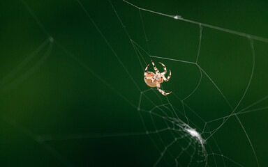 The spider species Araneus diadematus is commonly called the European garden spider, diadem spider, cross spider and crowned orb weaver.