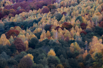 Fototapeta na wymiar the mountain autumn landscape with colorful forest