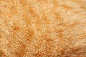 Fur of a ginger cat close-up.