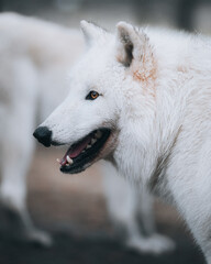 White hungry Polar Wolf with sharp teeth
